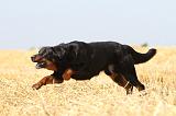 BEAUCERON 486